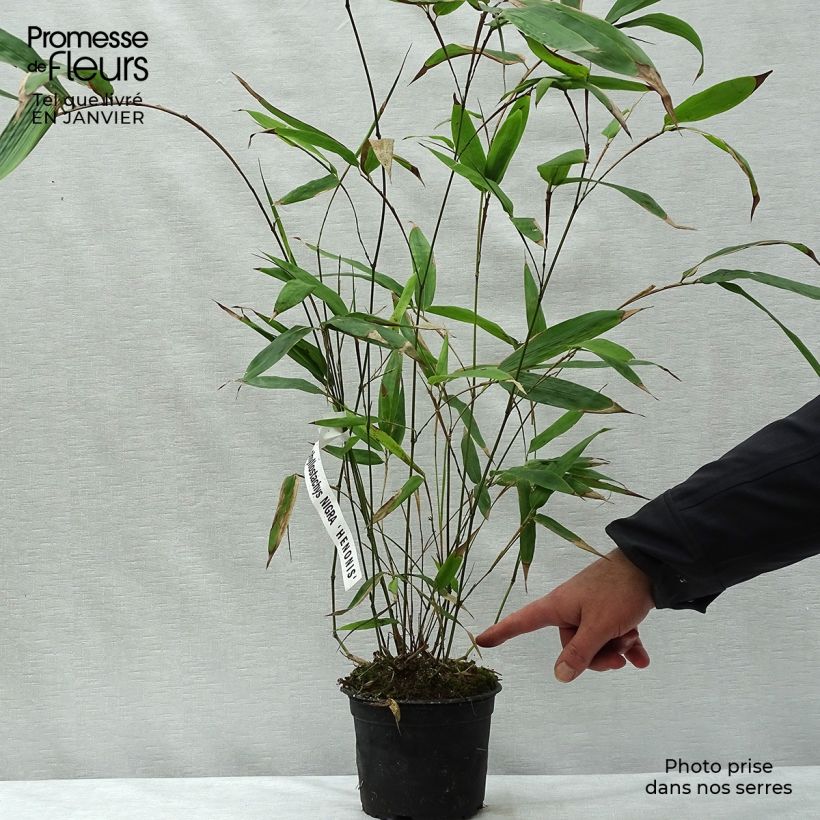 Phyllostachys nigra Henonis - Bambù nero Vaso da 2L/3L esemplare consegnato in inverno