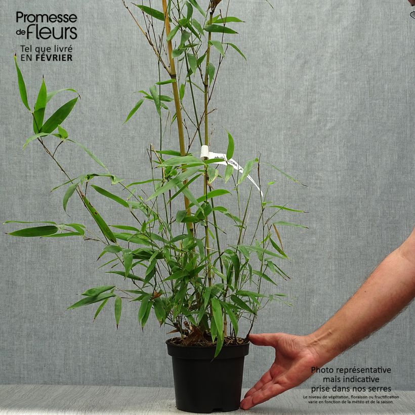 Esemplare di Phyllostachys nigra Henonis - Bambù nero Vaso da 2L/3L come consegnato in autunno