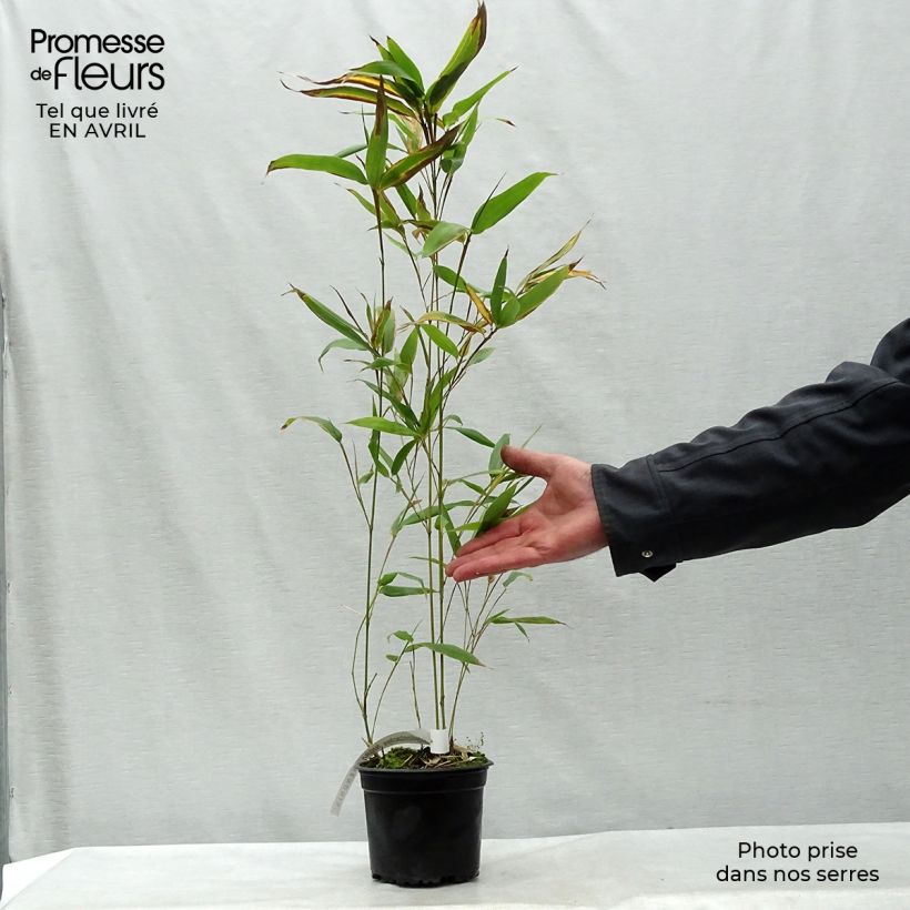 Phyllostachys nigra Henonis - Bambù nero Vaso da 2L/3L esemplare consegnato in primavera