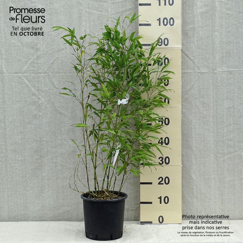Esemplare di Phyllostachys nigra Henonis - Bambù nero Vaso da 4L/5L come consegnato in autunno