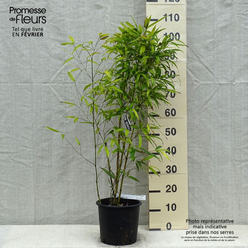 Phyllostachys nigra Henonis - Bambù nero Vaso da 4L/5L esemplare consegnato in inverno