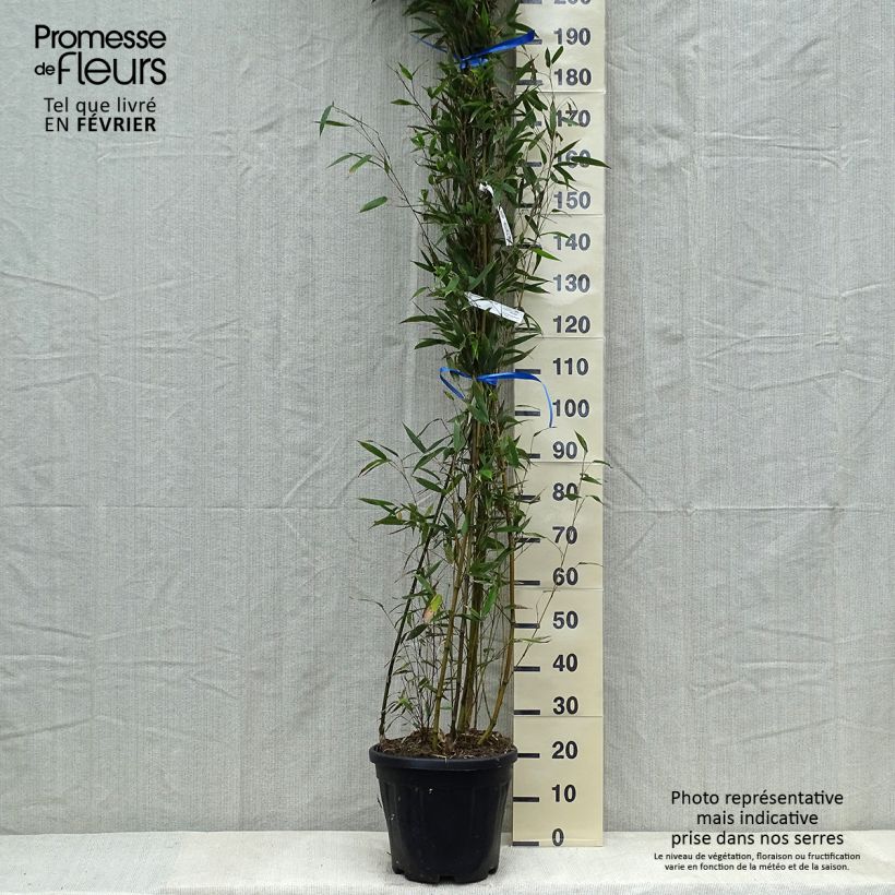Phyllostachys nigra Megurochiku - Bambù nero Vaso da 12L/15L esemplare consegnato in inverno