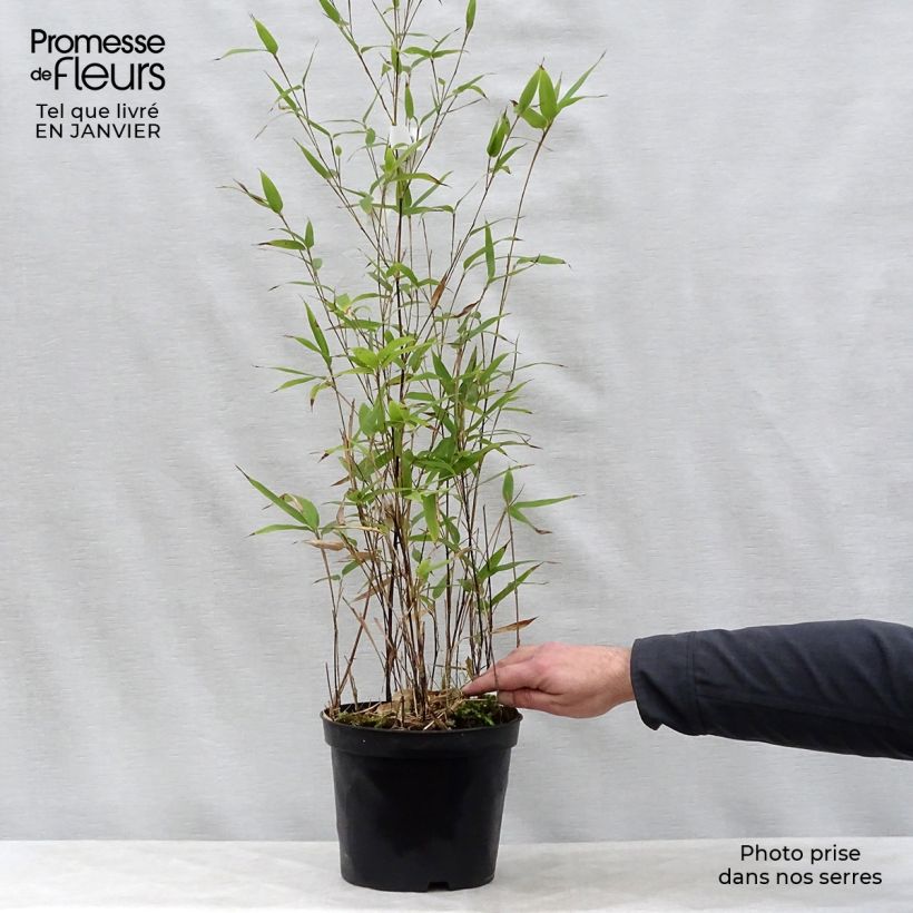 Phyllostachys nigra - Bambù nero Vaso da 4L/5L esemplare consegnato in inverno