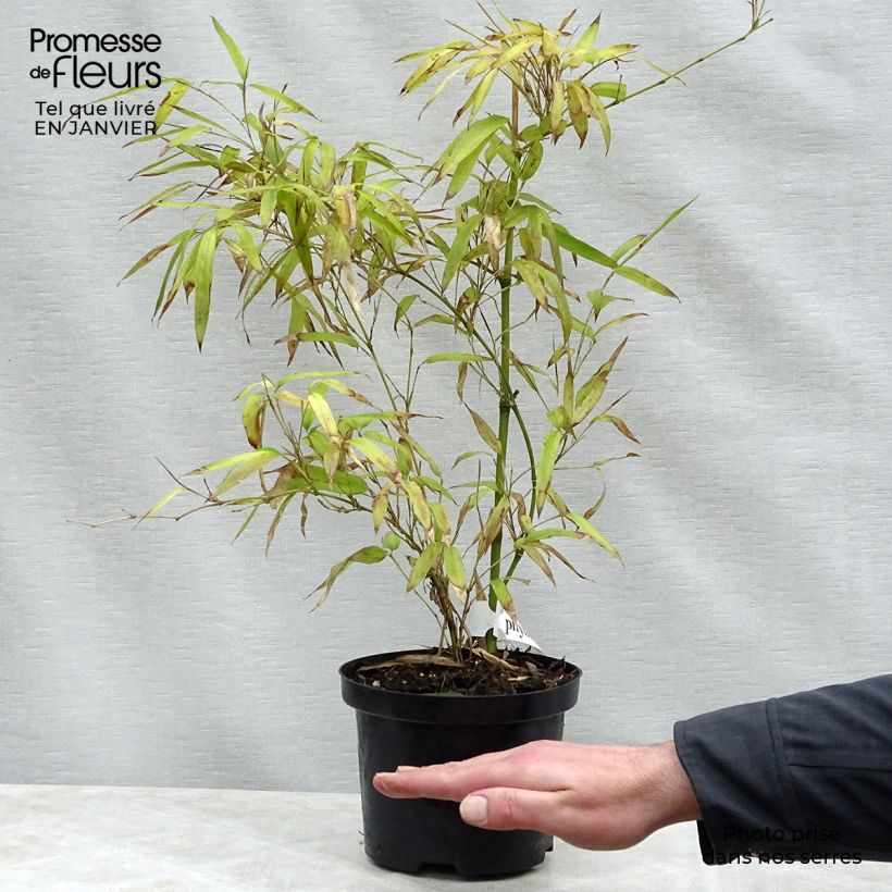 Phyllostachys parviflora - Bambù gigante Vaso da 4L/5L esemplare consegnato in inverno