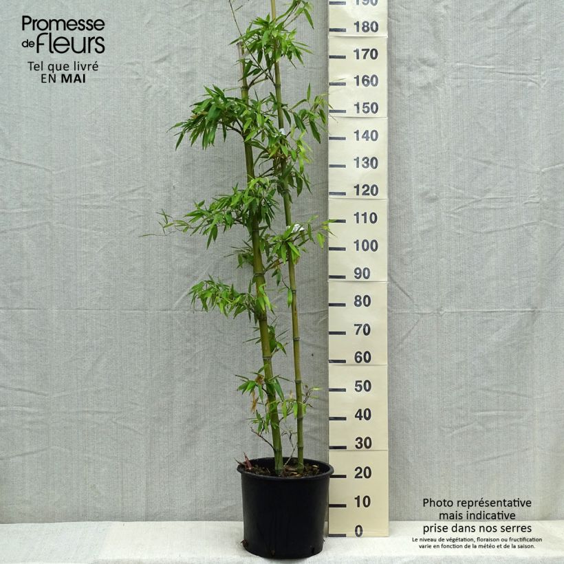 Phyllostachys parviflora - Bambù gigante Vaso da 12L/15L esemplare consegnato in primavera