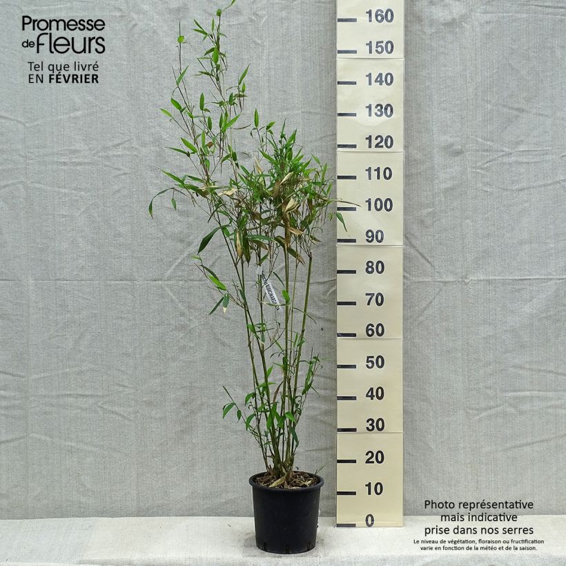 Phyllostachys rubromarginata - Bambù medio Vaso da 4L/5L esemplare consegnato in inverno