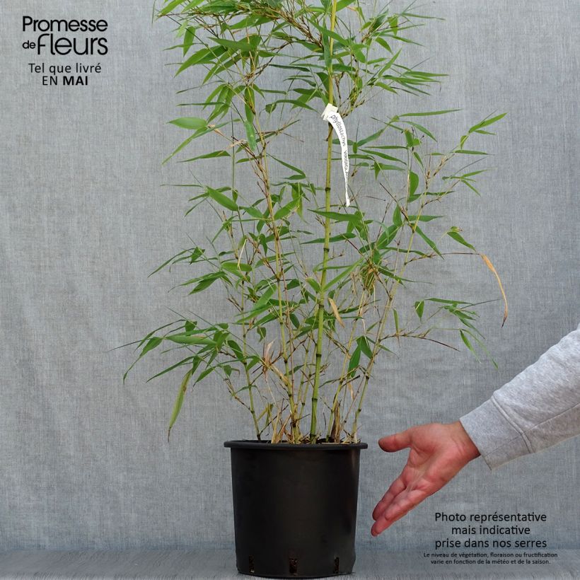 Phyllostachys viridiglaucescens - Bambù gigante Vaso da 4L/5L esemplare consegnato in primavera
