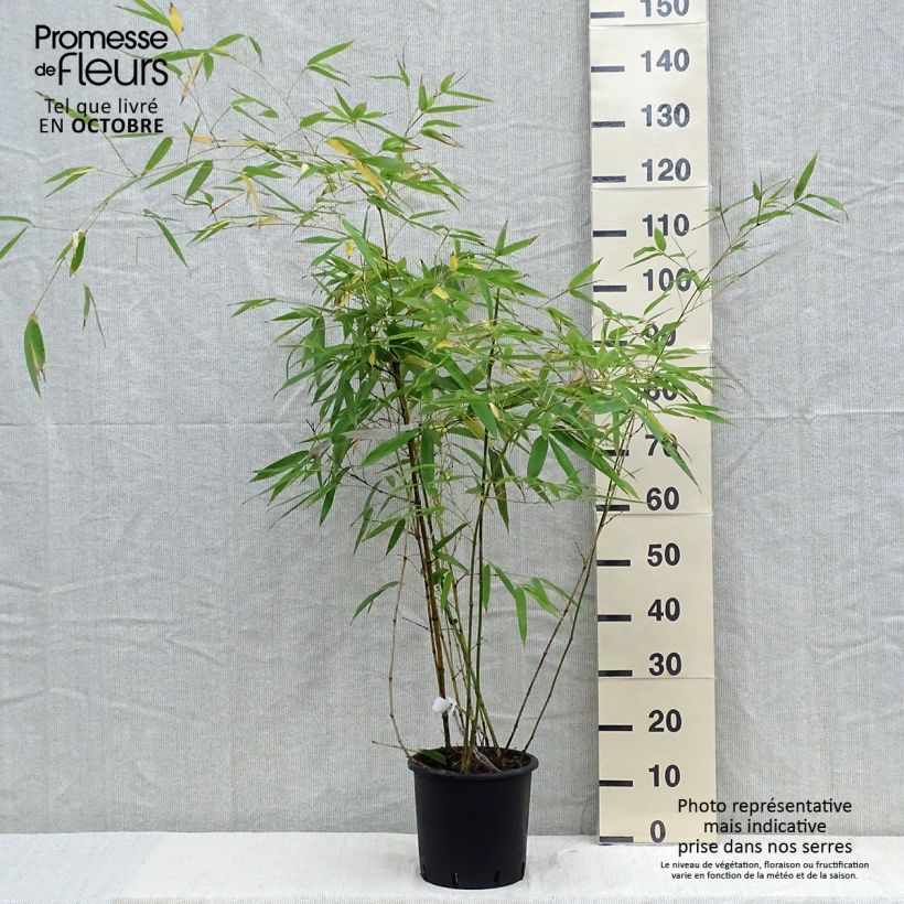 Esemplare di Phyllostachys viridiglaucescens - Bambù gigante Vaso da 4L/5L come consegnato in autunno