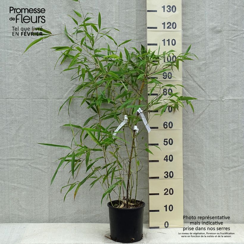 Phyllostachys viridiglaucescens - Bambù gigante Vaso da 4L/5L esemplare consegnato in inverno