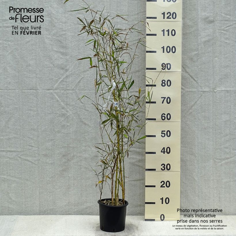 Phyllostachys viridis Sulphurea - Bambù Vaso da 2L/3L esemplare consegnato in inverno