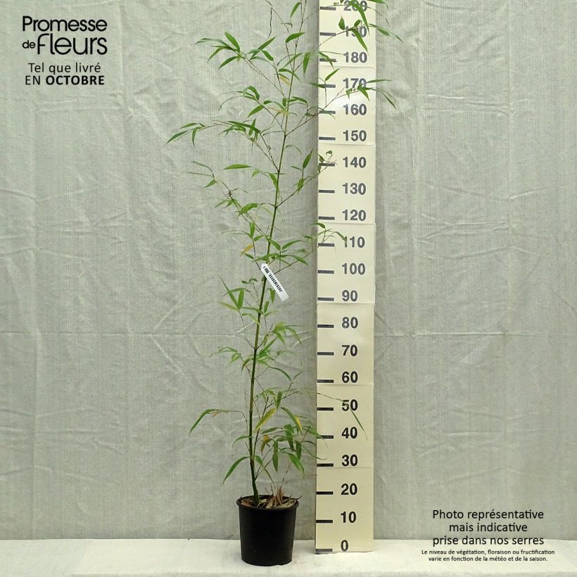 Esemplare di Phyllostachys vivax Aureocaulis - Bambù gigante d'Avorio Vaso da 4L/5L come consegnato in autunno