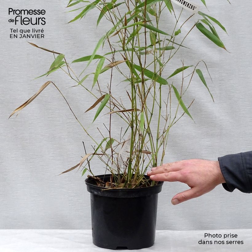 Phyllostachys vivax Huangwenzhu - Bambù gigante d'Avorio Vaso da 4L/5L esemplare consegnato in inverno