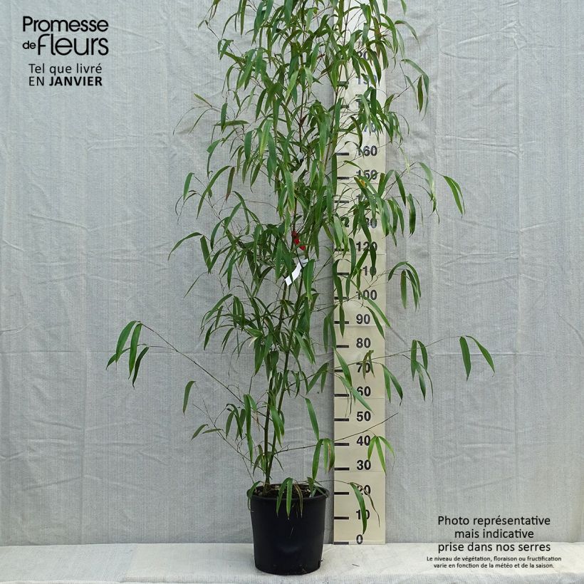Phyllostachys vivax Huangwenzhu - Bambù gigante d'Avorio Vaso da 12L/15L esemplare consegnato in inverno
