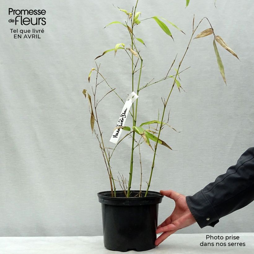 Phyllostachys vivax Huangwenzhu - Bambù gigante d'Avorio Vaso da 4L/5L esemplare consegnato in primavera