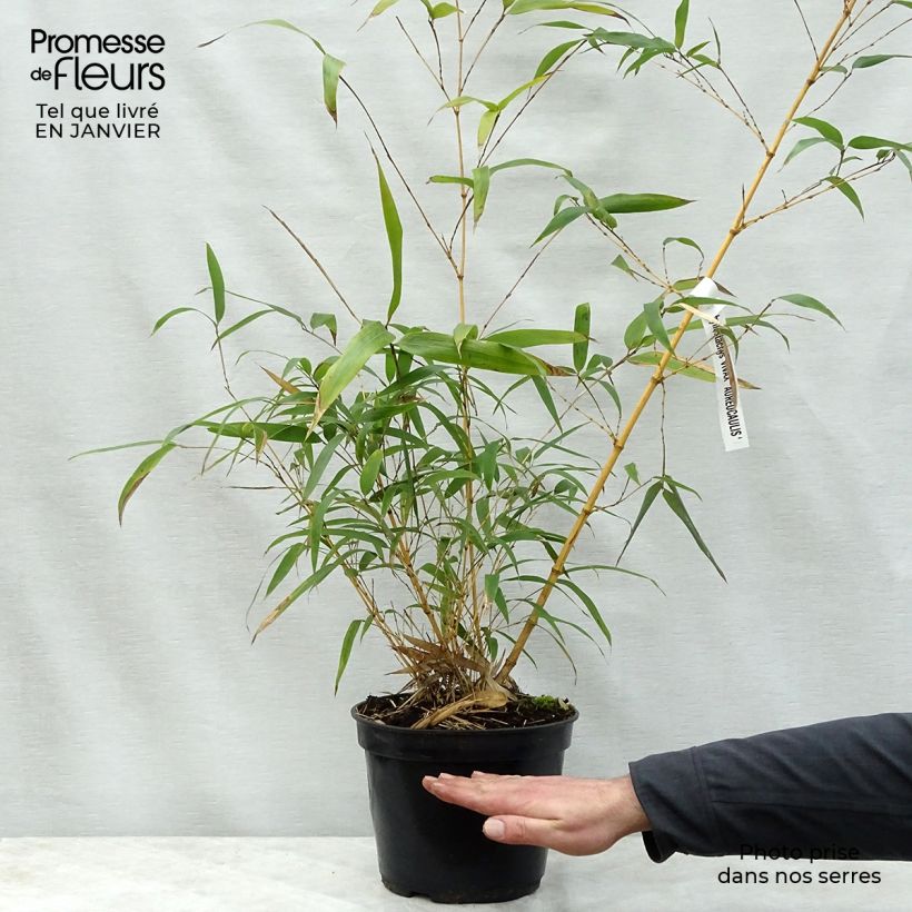 Phyllostachys vivax MacClure - Bambù gigante d'Avorio Vaso da 12L/15L esemplare consegnato in inverno
