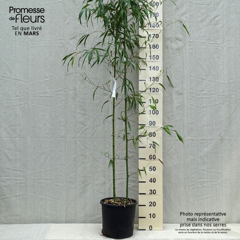 Phyllostachys vivax MacClure - Bambù gigante d'Avorio Vaso da 12L/15L esemplare consegnato in primavera