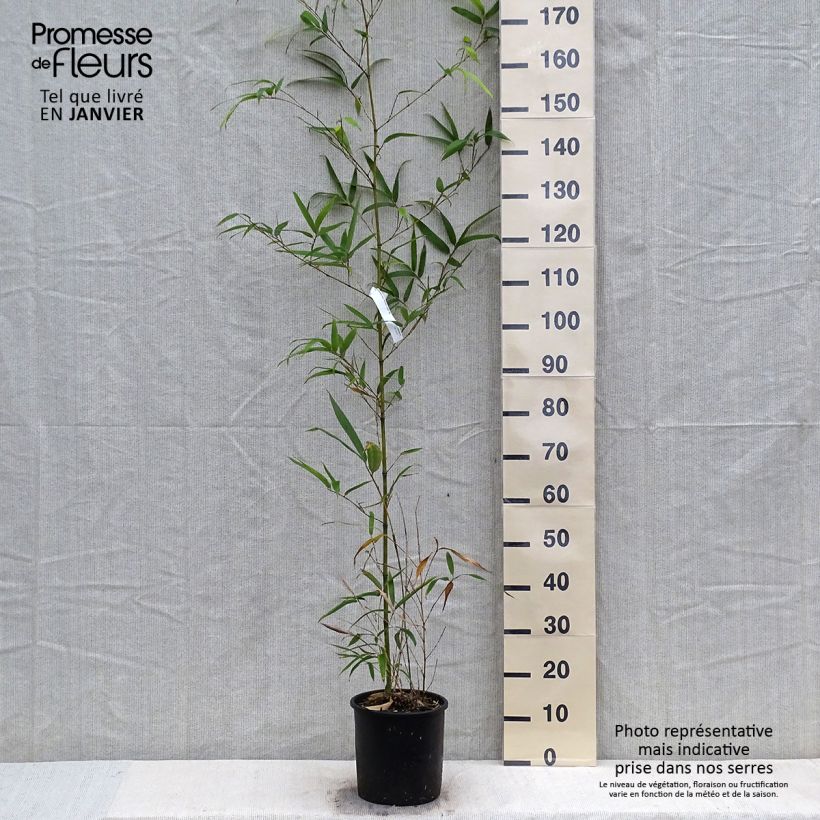 Phyllostachys vivax MacClure - Bambù gigante d'Avorio Vaso da 4L/5L esemplare consegnato in inverno