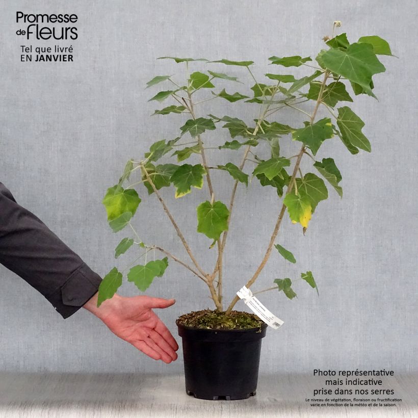 Phymosia umbellata Vaso da 4L/5L esemplare consegnato in inverno