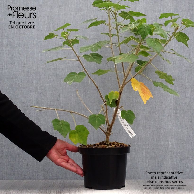 Esemplare di Phymosia umbellata Vaso da 4L/5L come consegnato in autunno