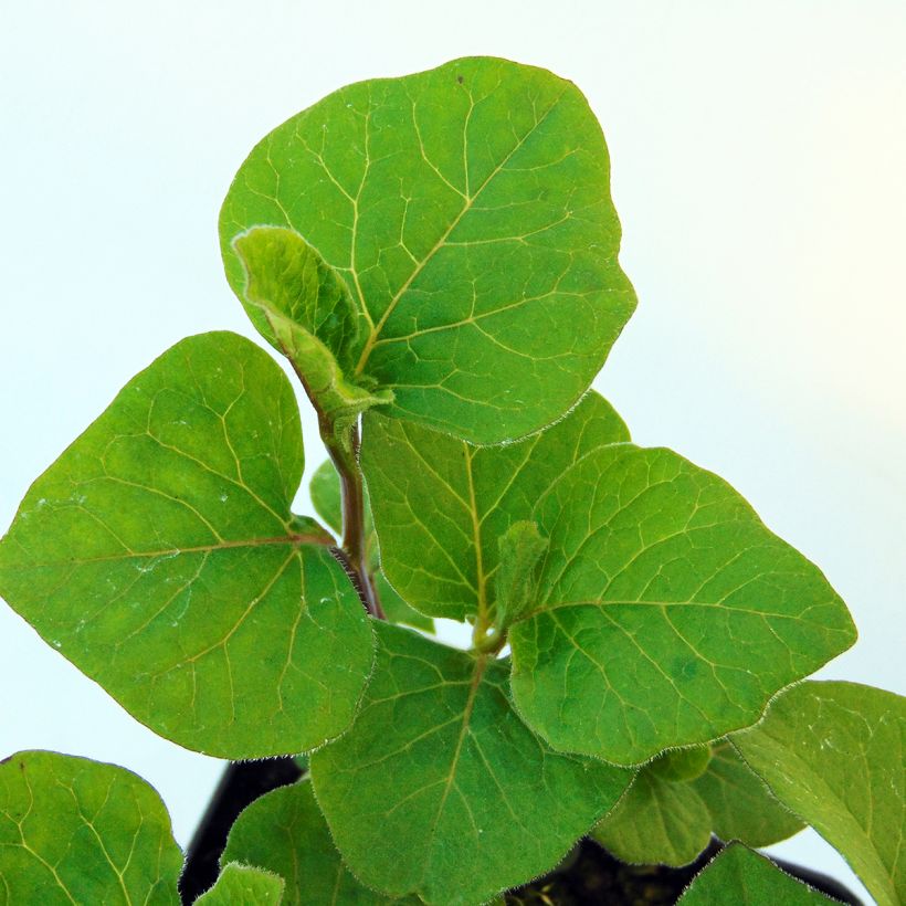 Physalis alkekengi var. franchetii - Alchechengi (Fogliame)