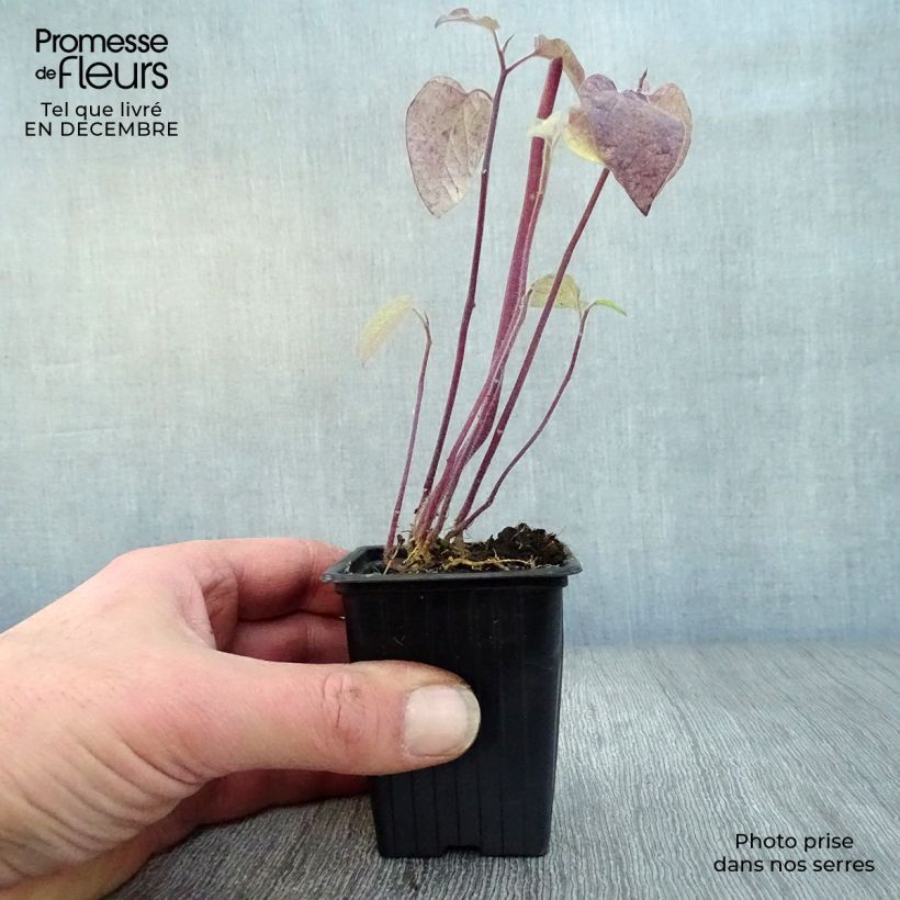 Physalis peruviana Bio (in vasetto)
  - Alchechengio del Perù Vasetto da 7/8 cm esemplare consegnato in inverno