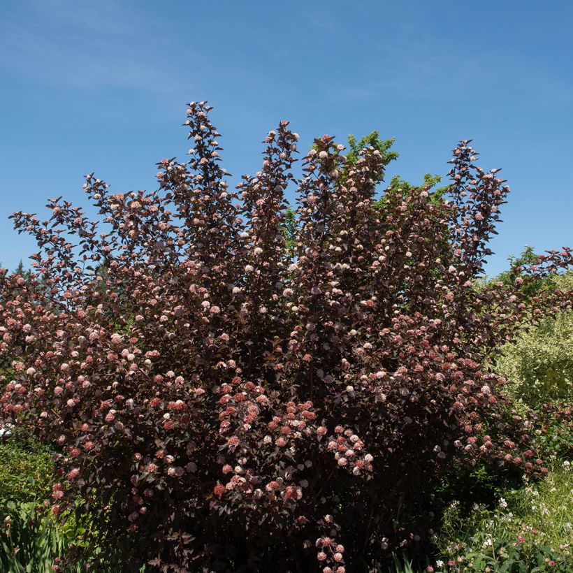Physocarpus opulifolius Diable D'Or (Porto)