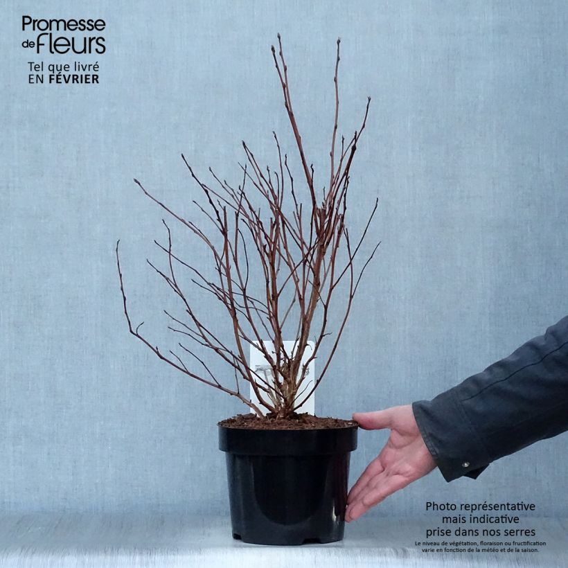 Physocarpus opulifolius Dart's Gold Vaso da 3L/4L esemplare consegnato in inverno