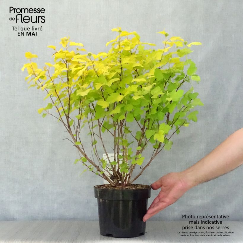 Physocarpus opulifolius Dart's Gold Vaso da 3L/4L esemplare consegnato in primavera