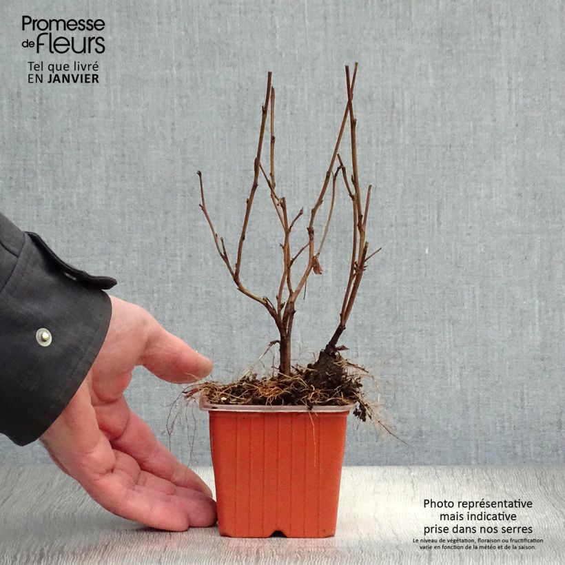 Physocarpus opulifolius Dart's Gold Vasetto da 8/9 cm esemplare consegnato in inverno