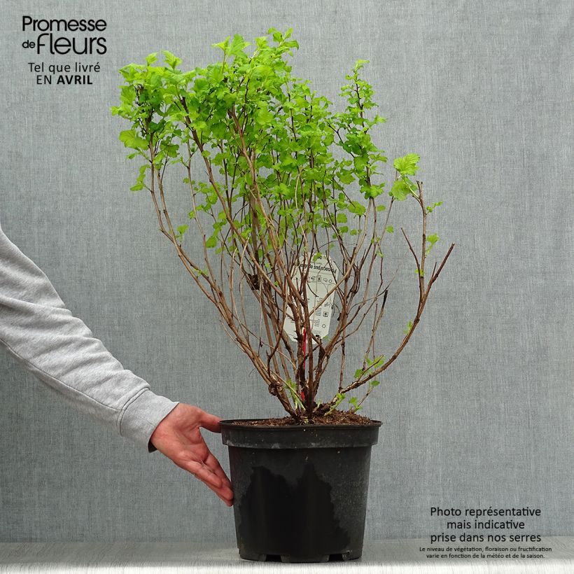 Physocarpus opulifolius Dart's Gold Vaso da 6L/7L esemplare consegnato in primavera