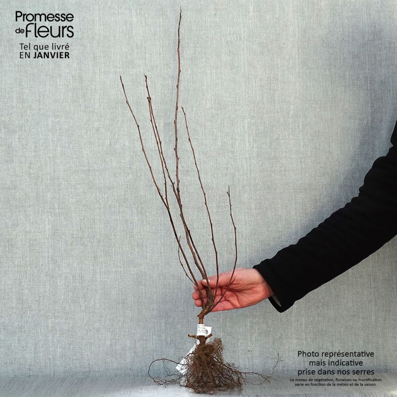 Physocarpus opulifolius Dart's Gold Piante piccole a radice nuda esemplare consegnato in inverno
