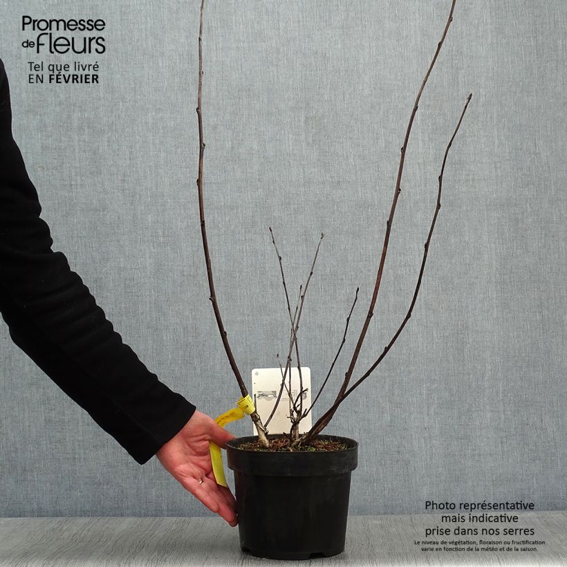 Physocarpus opulifolius Midnight Vaso da 3L/4L esemplare consegnato in inverno