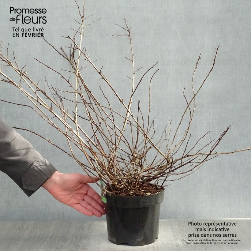 Physocarpus capitatus Tilden Park Vaso da 3L/4L esemplare consegnato in inverno
