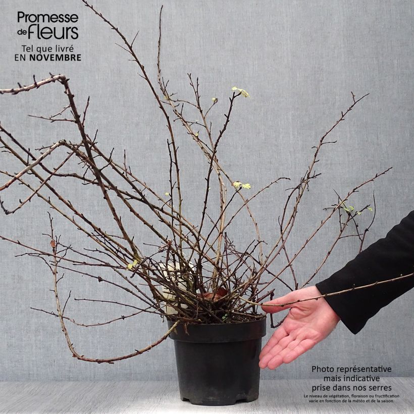 Esemplare di Physocarpus capitatus Tilden Park Vaso da 3L/4L come consegnato in autunno