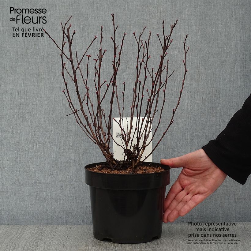 Physocarpus opulifolius All Black Vaso da 3L/4L esemplare consegnato in inverno