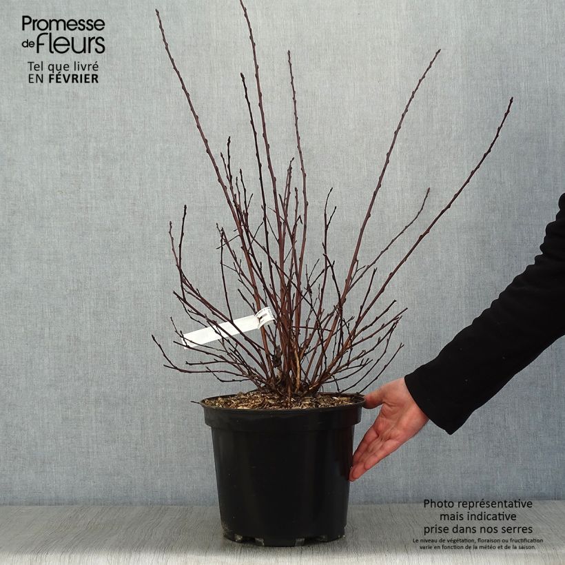 Physocarpus opulifolius All Black Vaso da 7,5L/10L esemplare consegnato in inverno