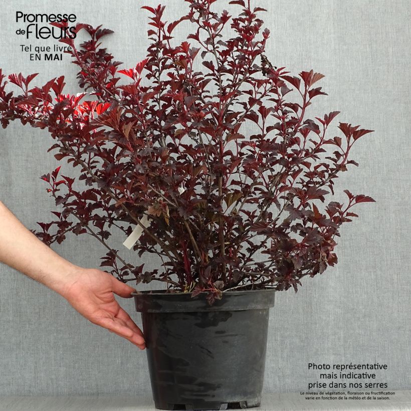 Physocarpus opulifolius All Black Vaso da 7,5L/10L esemplare consegnato in primavera