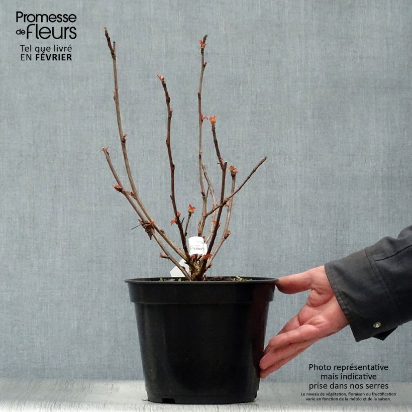 Physocarpus opulifolius Amber Jubilee Vaso da 3L/4L esemplare consegnato in inverno