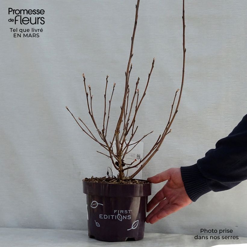 Physocarpus opulifolius Amber Jubilee Vaso da 3L/4L esemplare consegnato in primavera