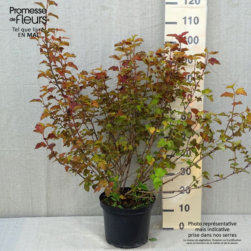 Physocarpus opulifolius Amber Jubilee Vaso da 7,5L/10L esemplare consegnato in primavera