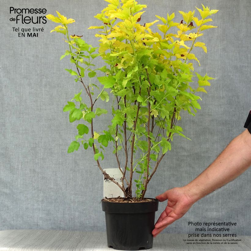 Physocarpus opulifolius Angel Gold Vaso da 3L/4L esemplare consegnato in primavera