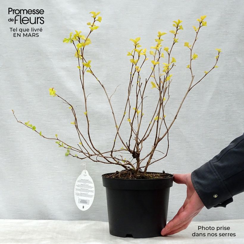 Physocarpus opulifolius Anny's Gold Vaso da 3L/4L esemplare consegnato in inverno