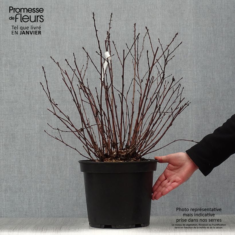 Physocarpus opulifolius Black light Vaso da 7,5L/10L esemplare consegnato in inverno