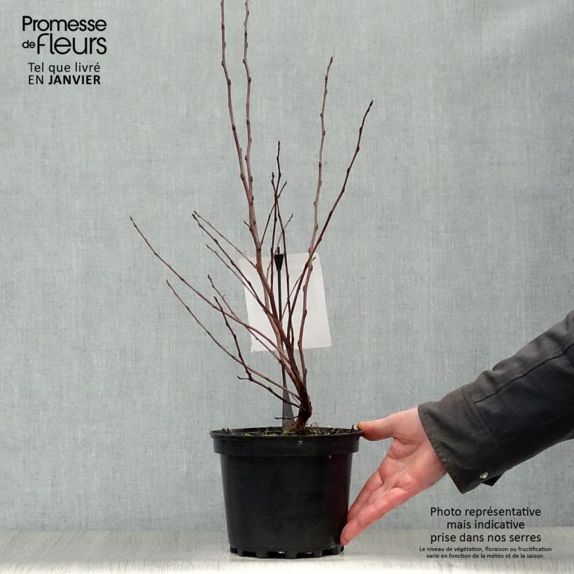 Physocarpus opulifolius Diable D'Or Vaso da 3L/4L esemplare consegnato in inverno