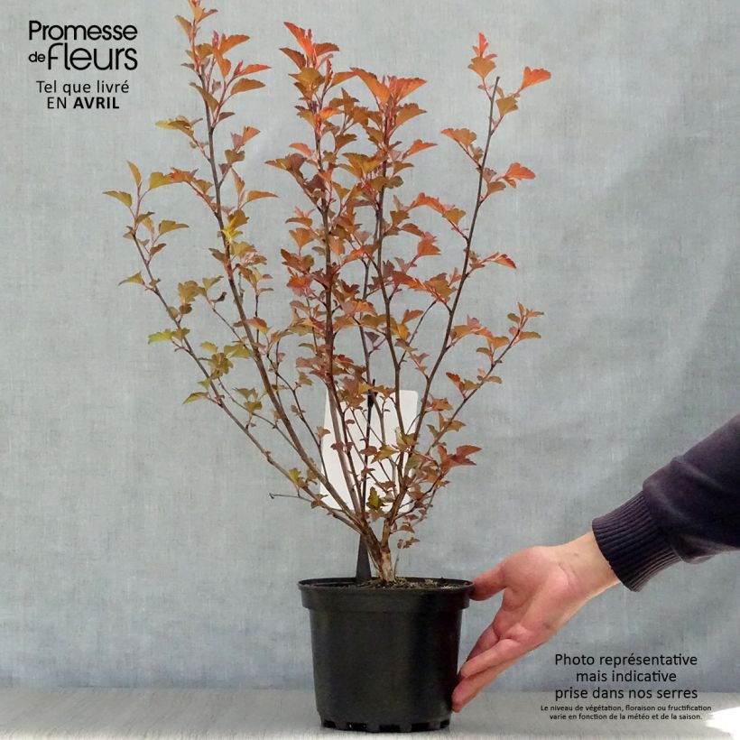 Physocarpus opulifolius Diable D'Or Vaso da 3L/4L esemplare consegnato in primavera