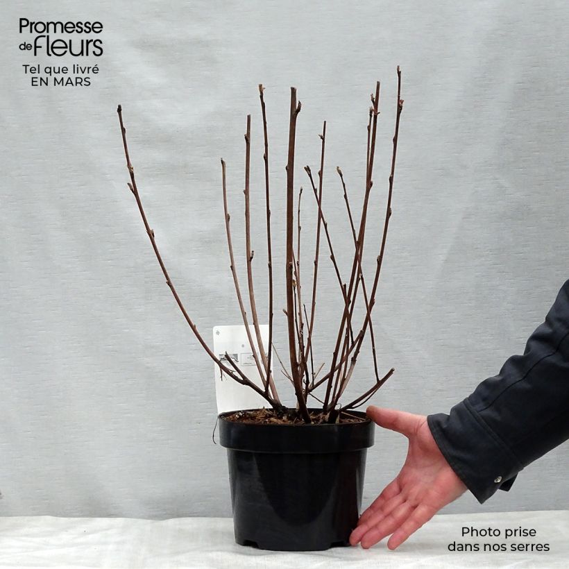Physocarpus opulifolius Diabolo Vaso da 3L/4L esemplare consegnato in primavera