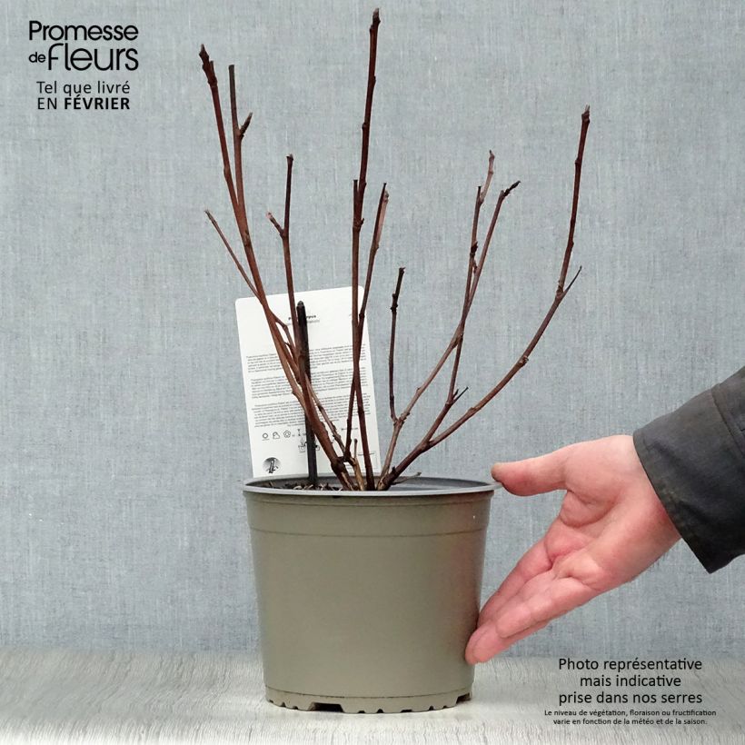 Physocarpus opulifolius Diabolo Vaso da 3L/4L esemplare consegnato in inverno