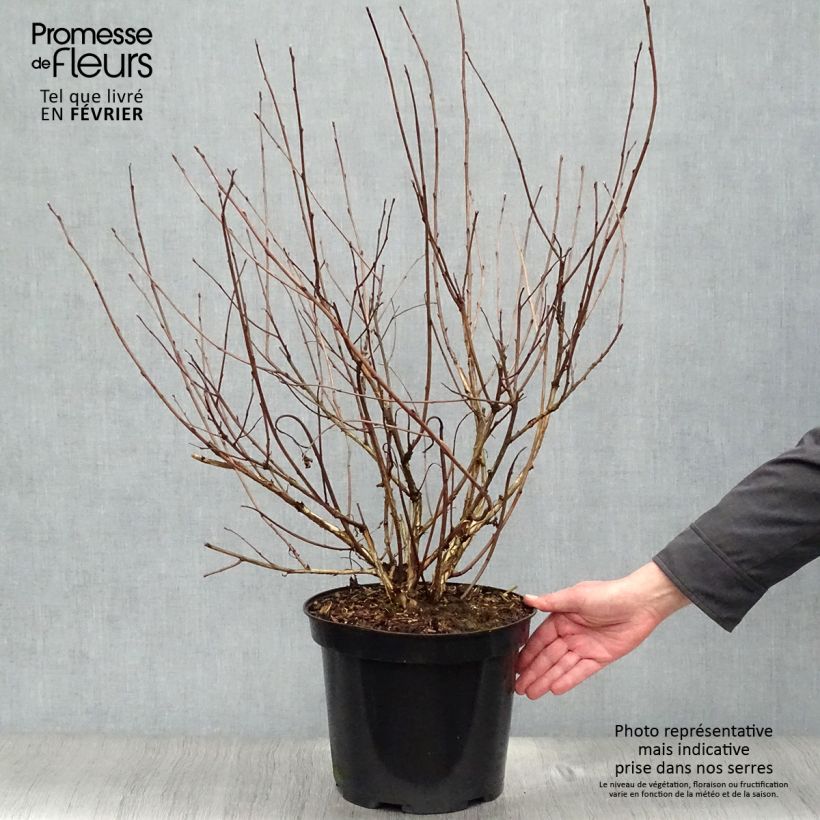 Physocarpus opulifolius Diabolo Vaso da 6L/7L esemplare consegnato in inverno