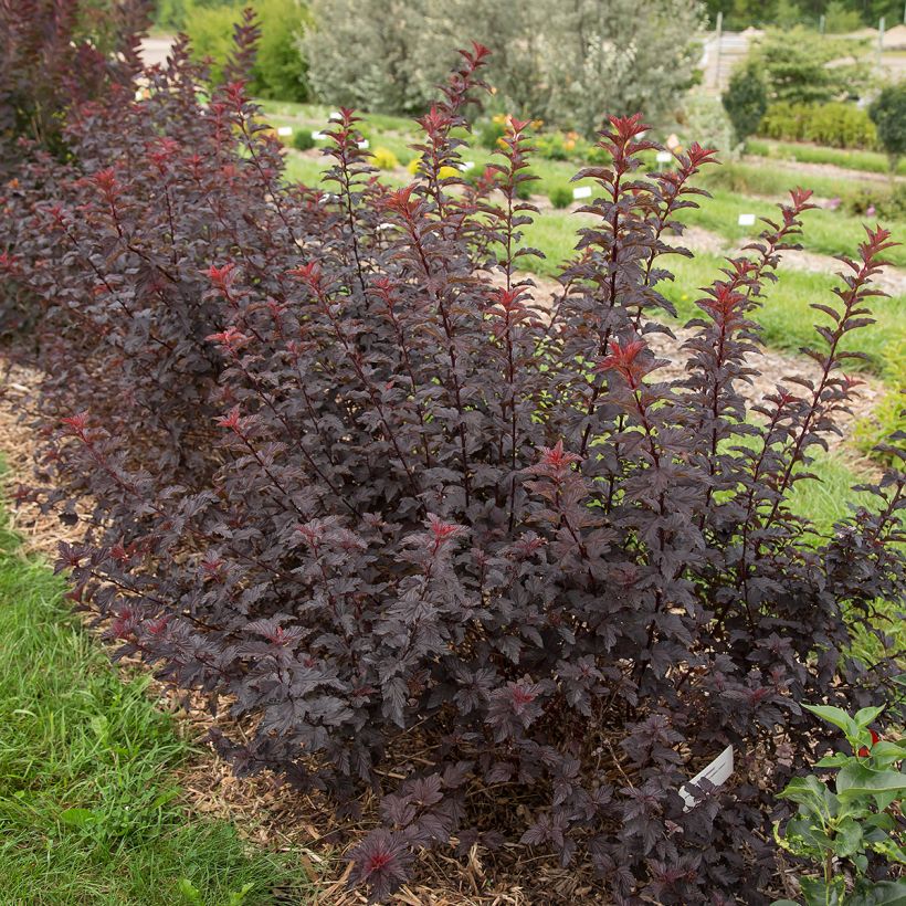 Physocarpus opulifolius Fireside (Porto)