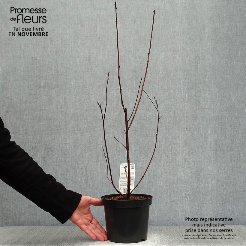 Esemplare di Physocarpus opulifolius Lady in Red Vaso da 3L/4L come consegnato in autunno